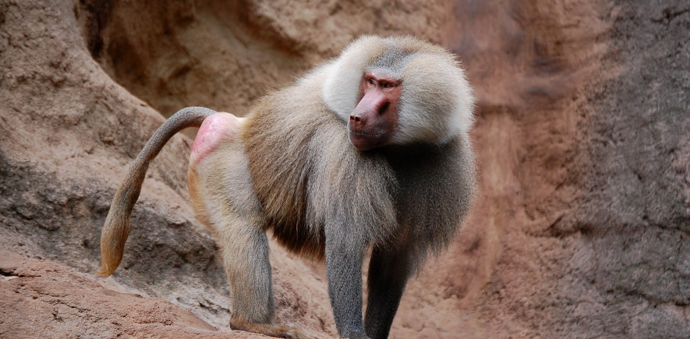 A majestic baboon with a thick, grey coat and a distinctive pink rump stands against a rocky backdrop, possibly in a zoo or natural habitat. Its intelligent eyes and thoughtful expression capture the essence of this primate species