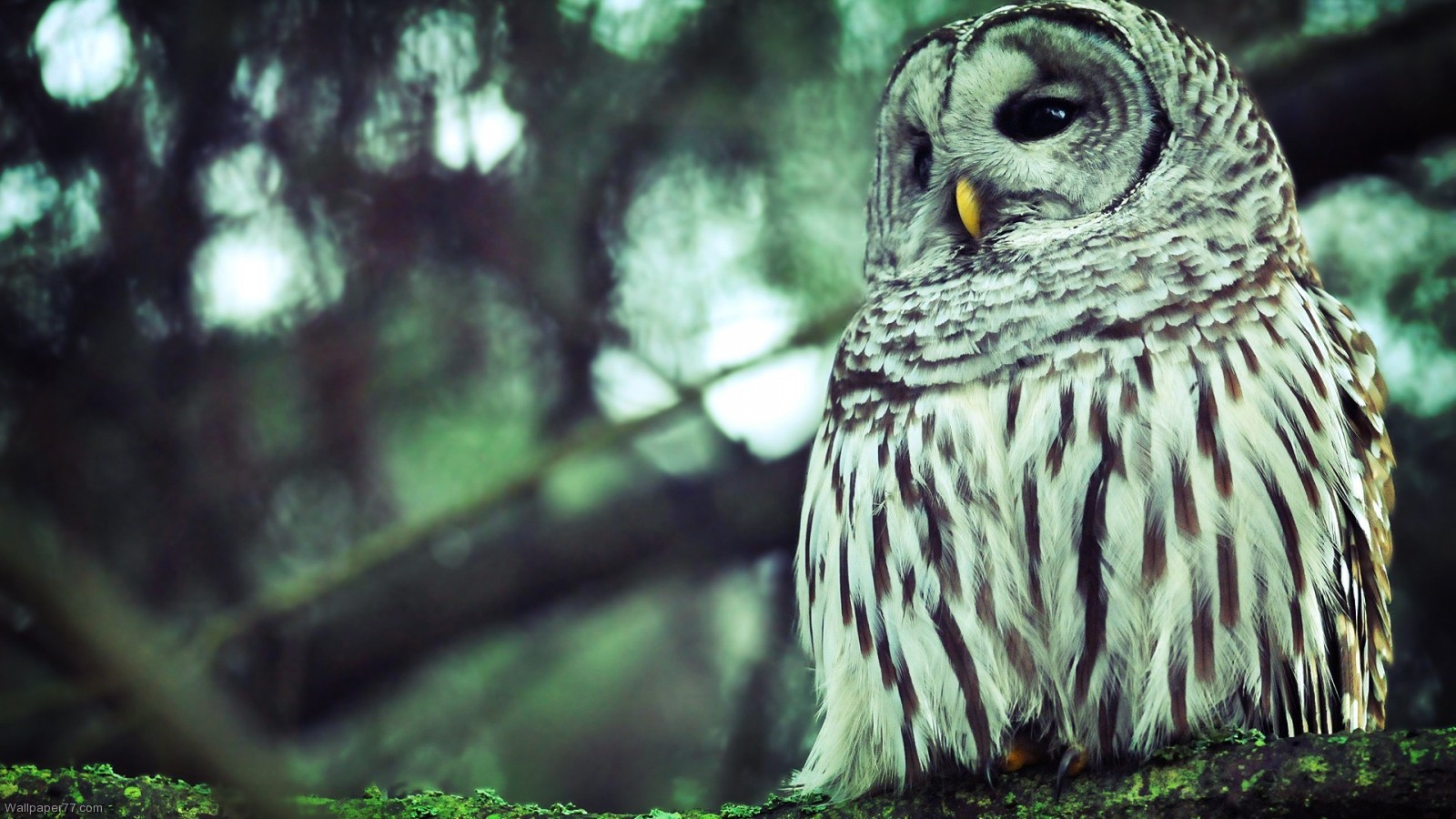 White Owl Pixels Wallpaper Tagged Birds