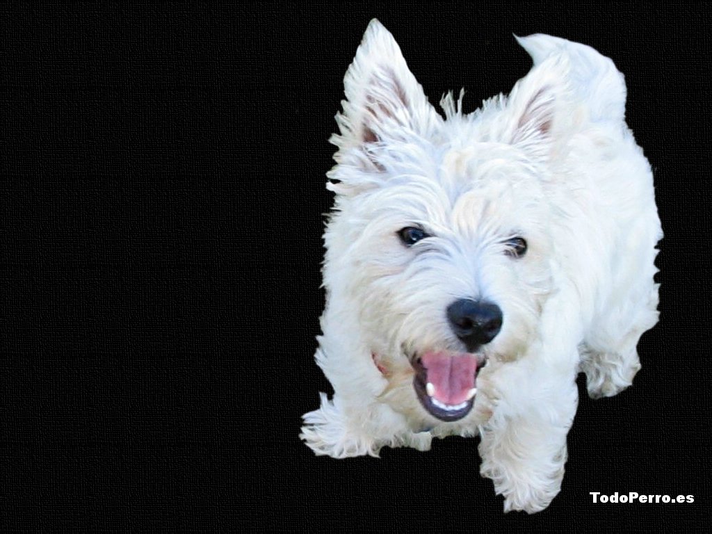 Westie Wallpaper With Resolution Pictures To Pin