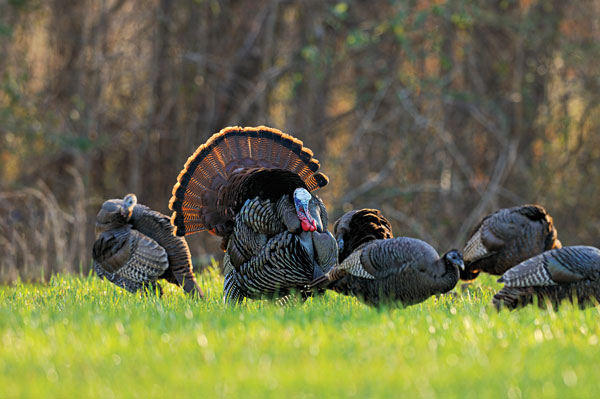 turkey hunting wallpaper