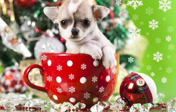 Wallpaper Chihuahua Dog Puppy Pup Mug Snowflakes Toy Ball