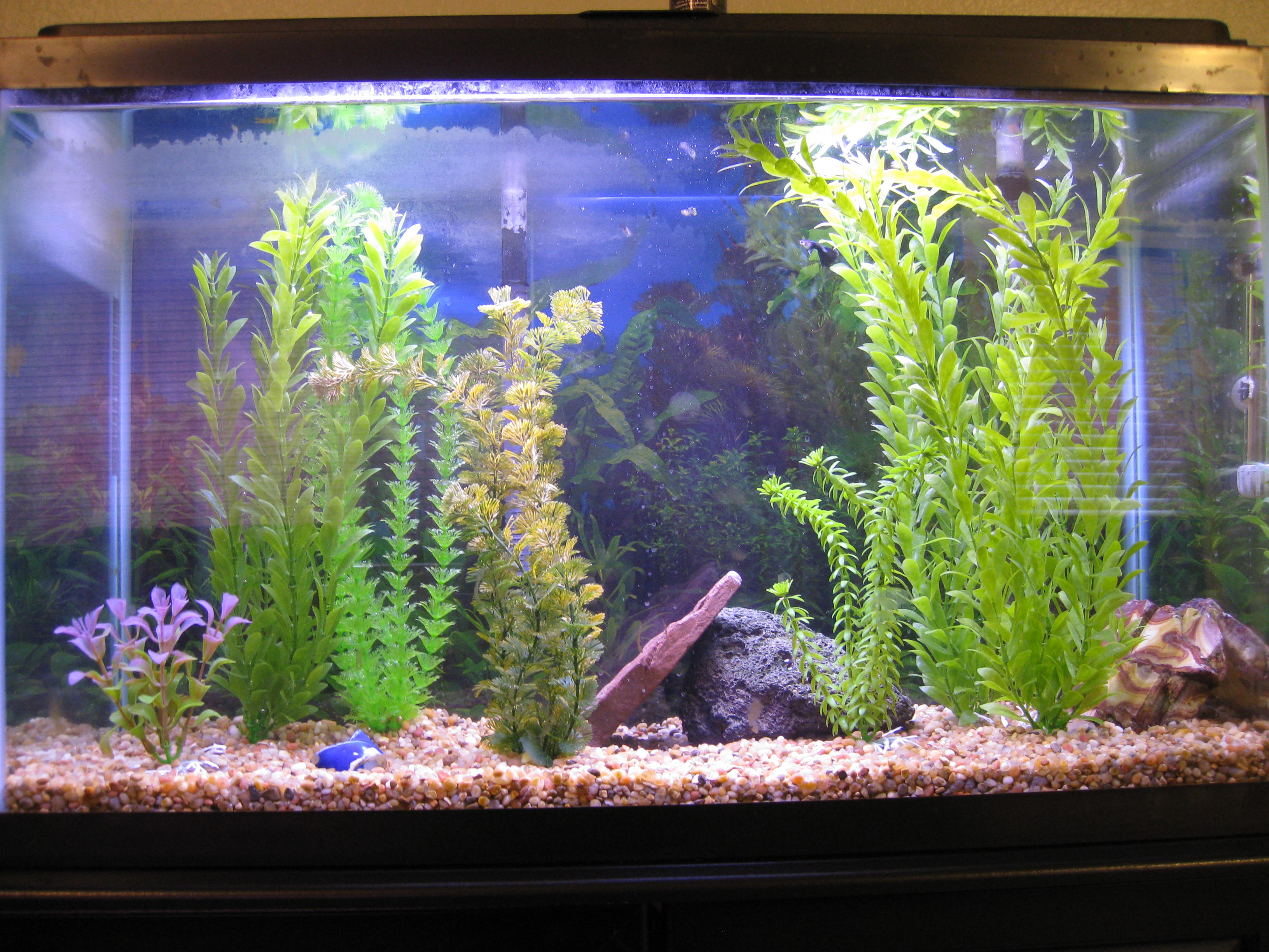 Wallpaper HD Fish Tank