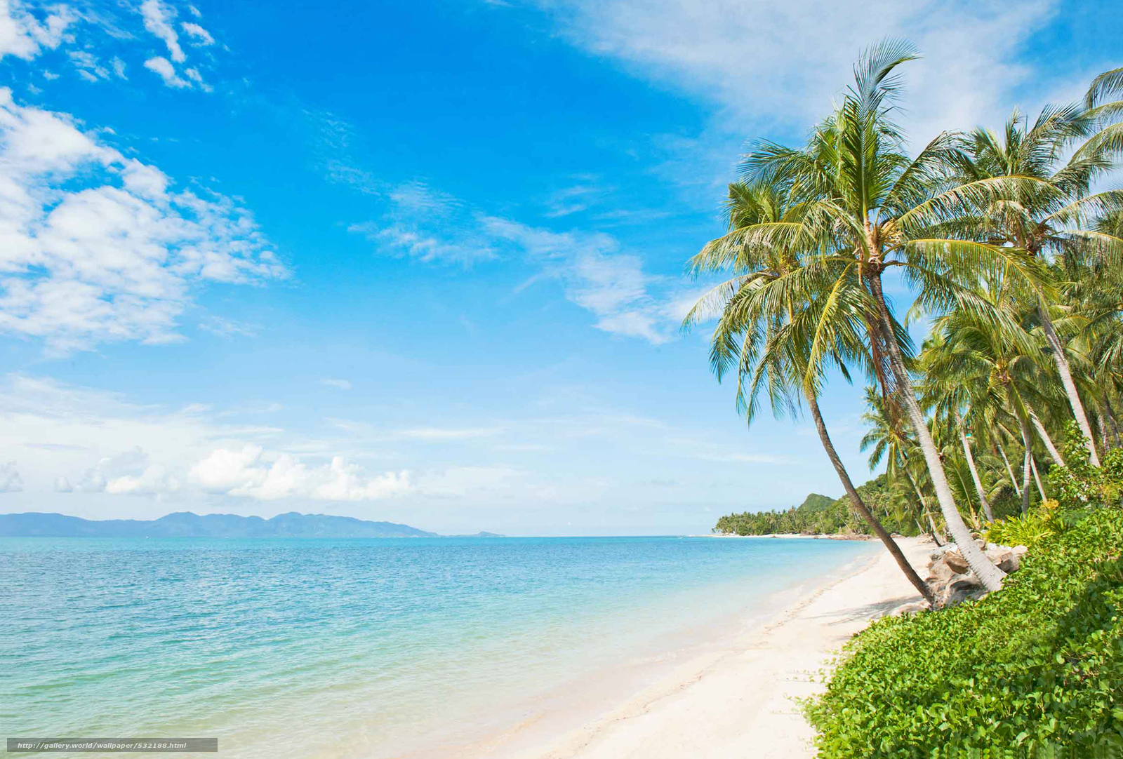 Wallpaper Tropical Beach Coconut Palm Desktop