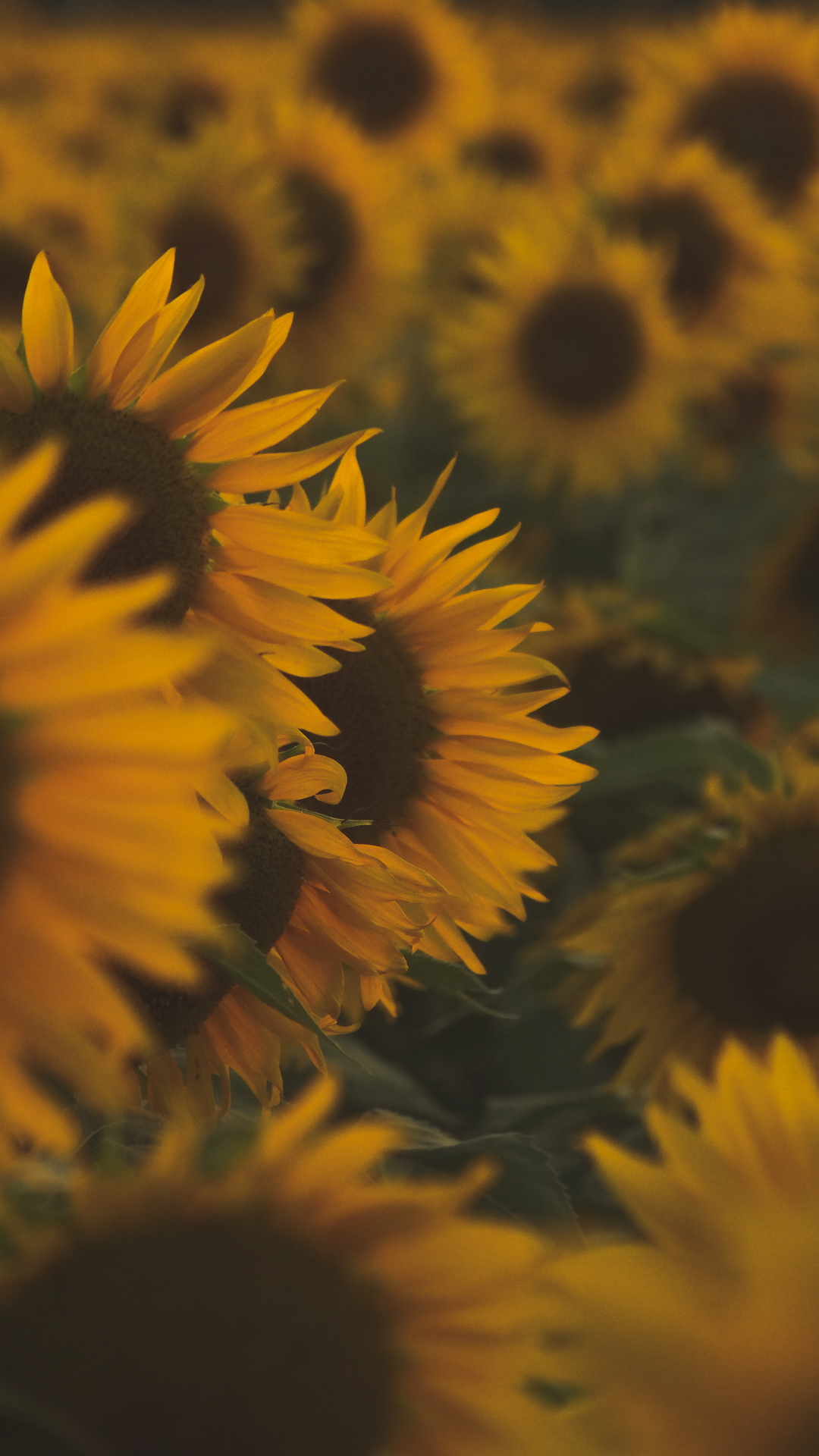 Sunflower Background Fedplanchon