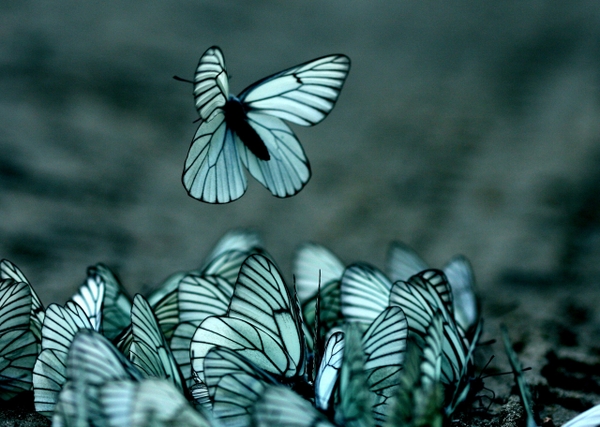 Nature Butterflies Wallpaper