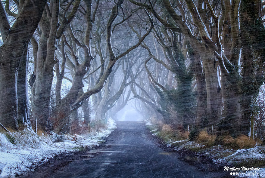The Stunning Tree Tunnel You Saw On Game Of Thrones Is Real And