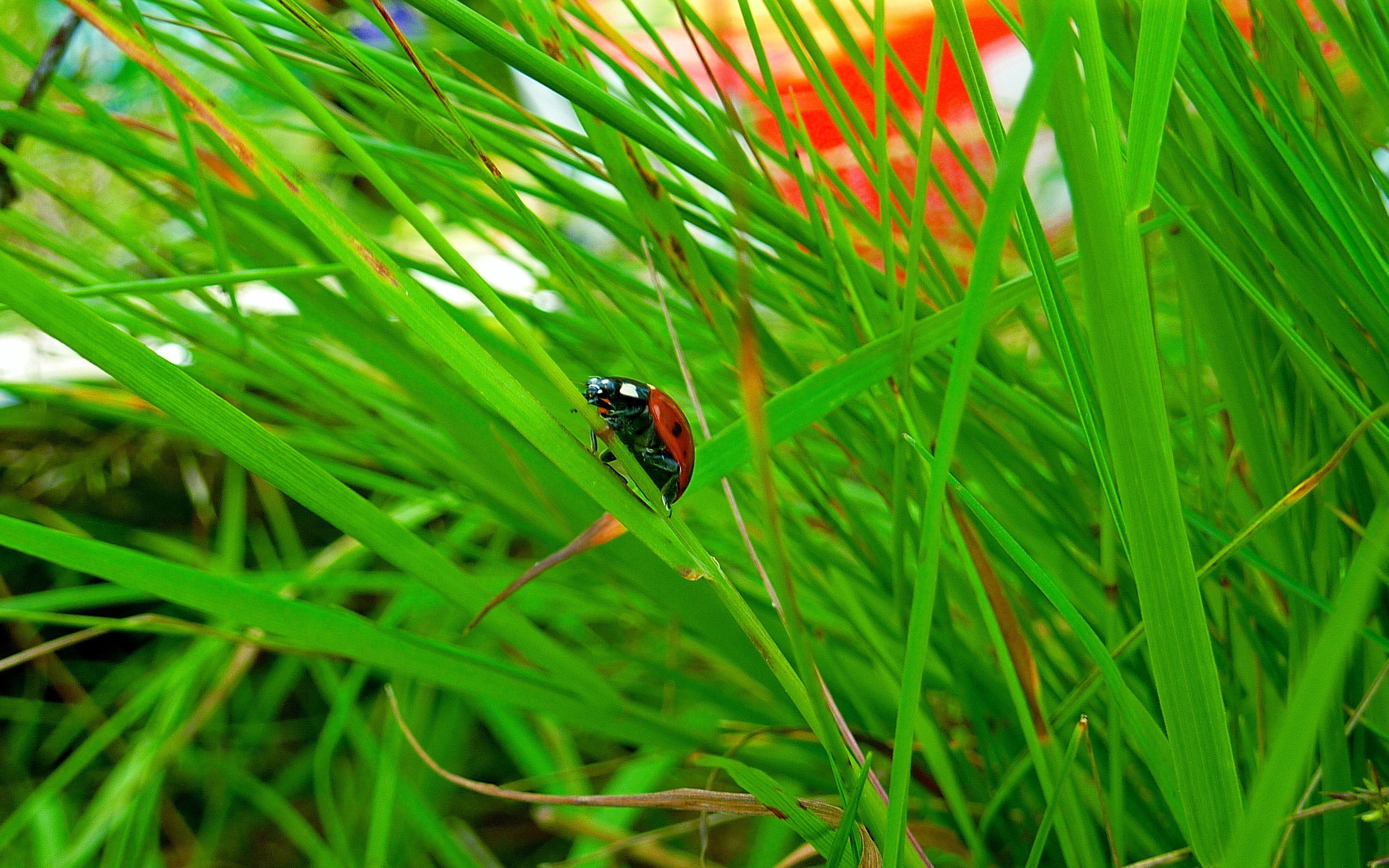 Ladybird Grass Insect Conspiracy Hiding Stock Photos