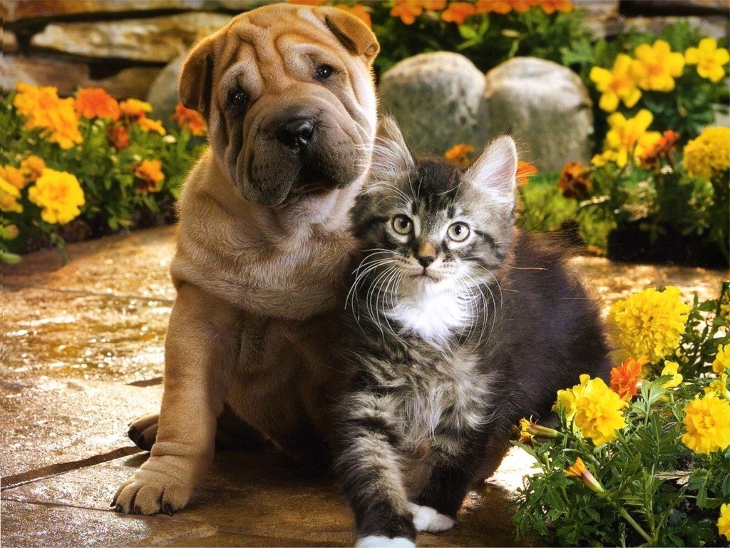 Cute Puppy And Kitten Pictures Loving Picture