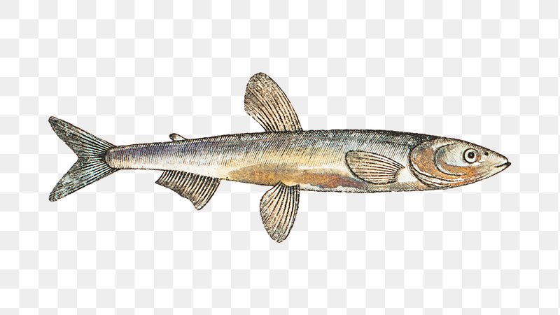 Smelt Image Wallpaper