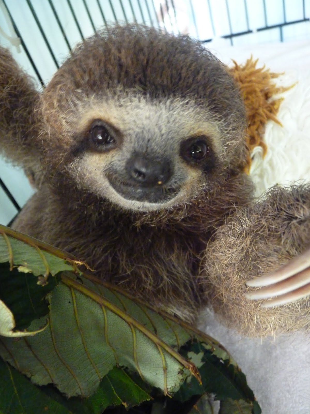 cute sloths wallpaper