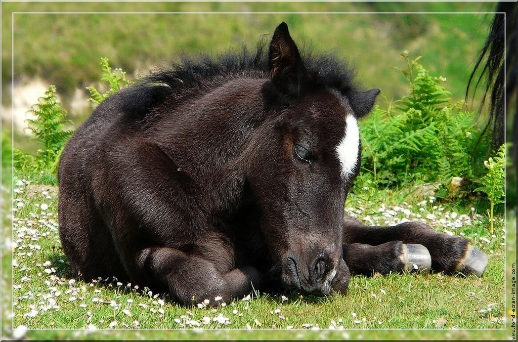 Pottok Stallion Retouche Photo