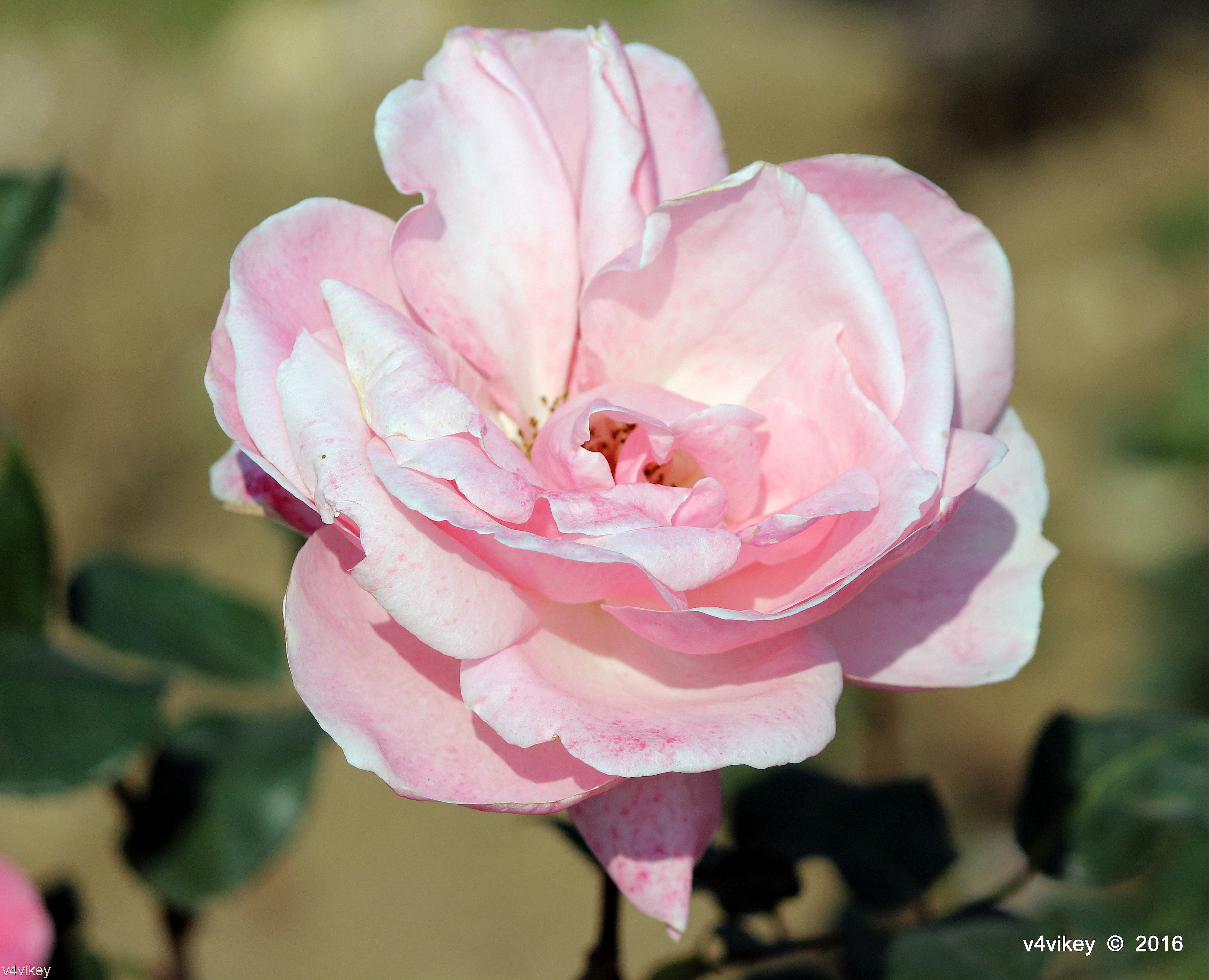 Cecile Brunner Pink Rose Flower Wallpaper Tadka
