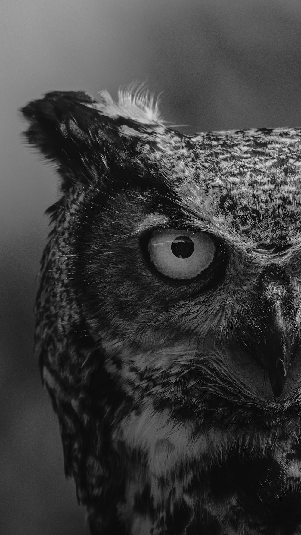 Owl Wallpaper HD Hq