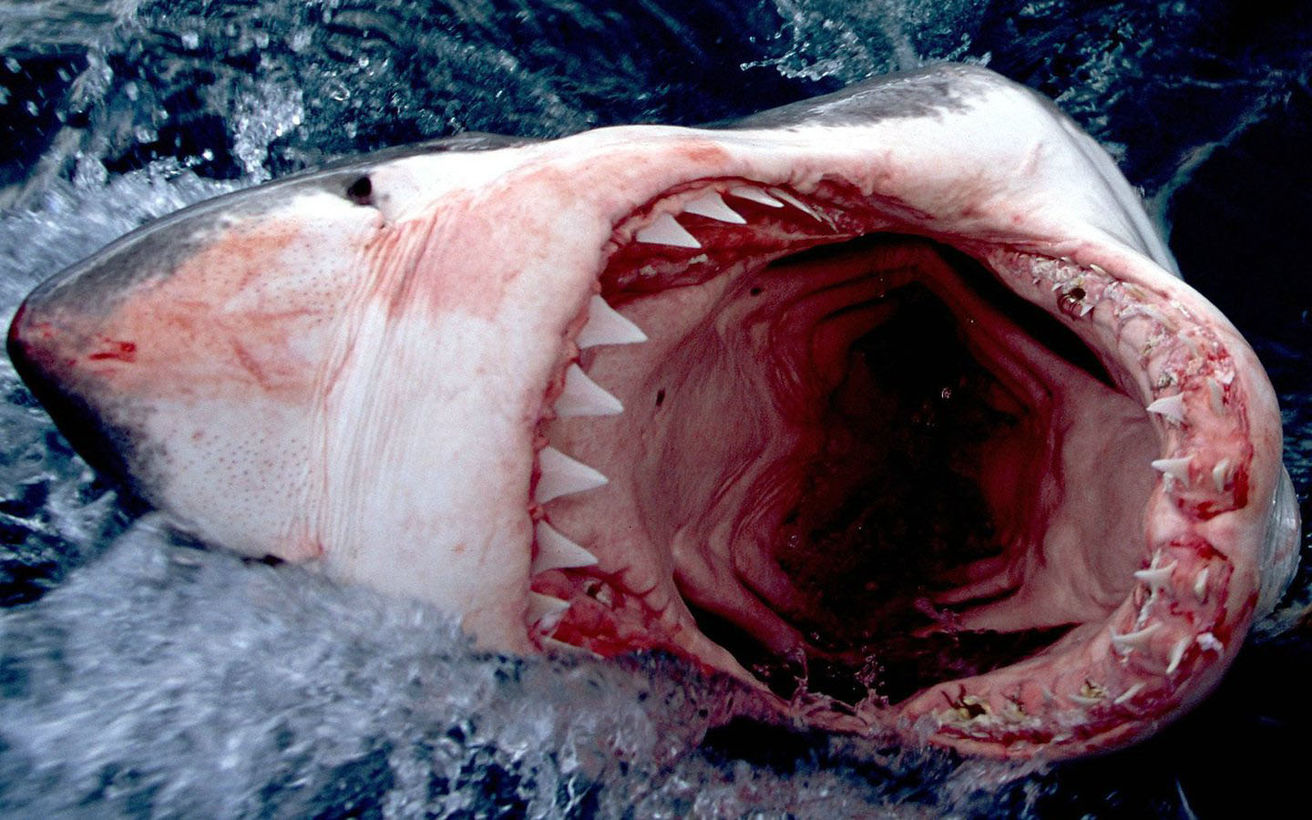 Related Pictures Scary Shark Wallpaper HD Car