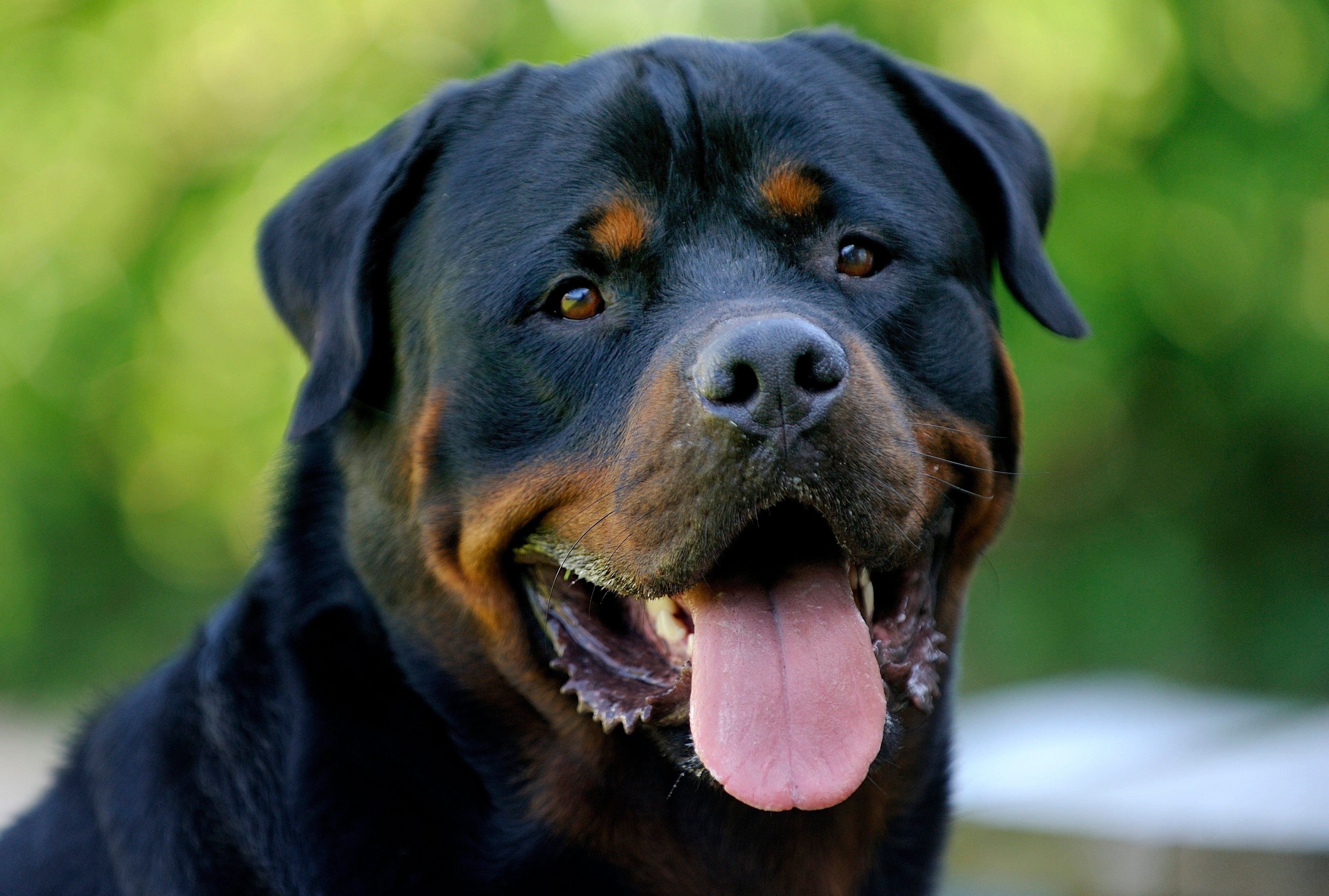 Rottweiler Wallpaper