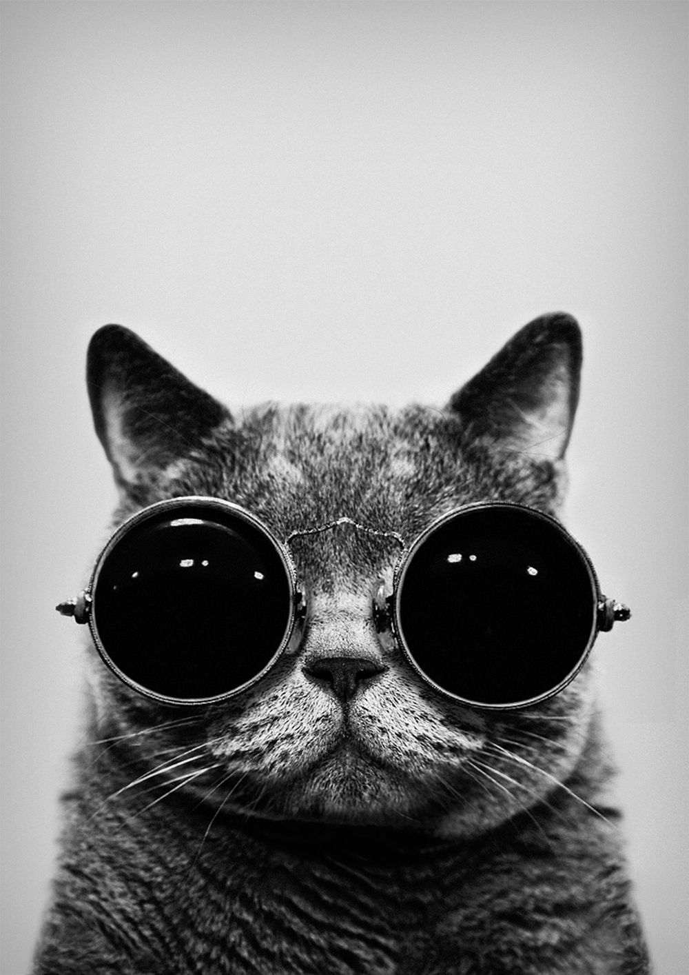 Hipster Cat iPhone Wallpaper Top