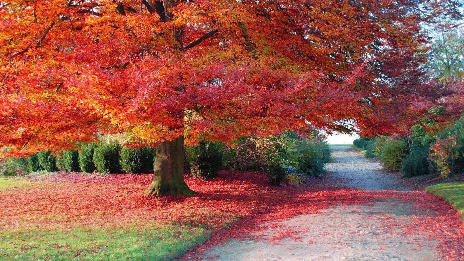 Free Download Autumn Nature Hd Wallpaper 1080p Autumn Nature Hd