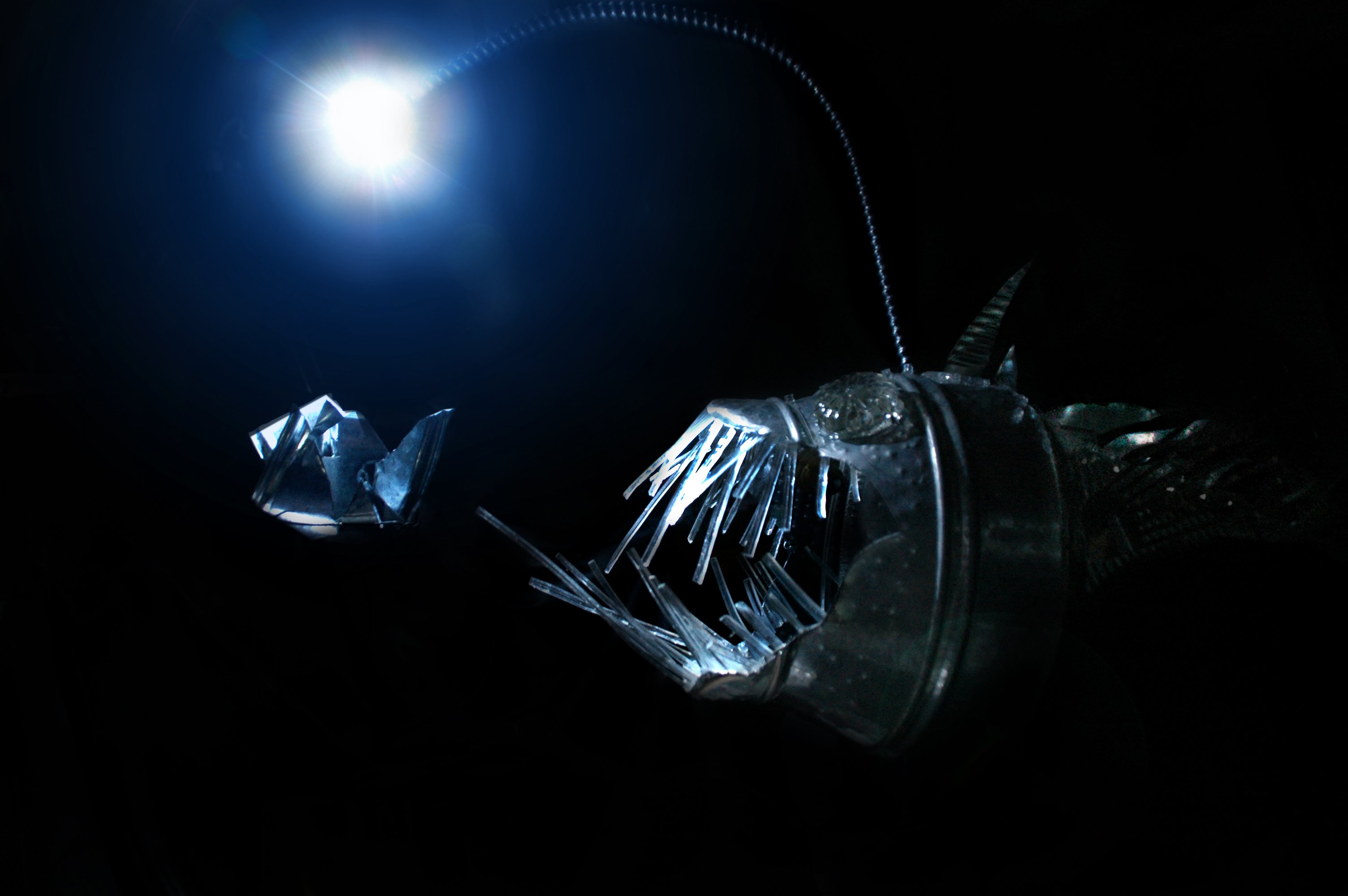 Anglerfish Fish Ocean Sea Underwater Dark Creepy Monster