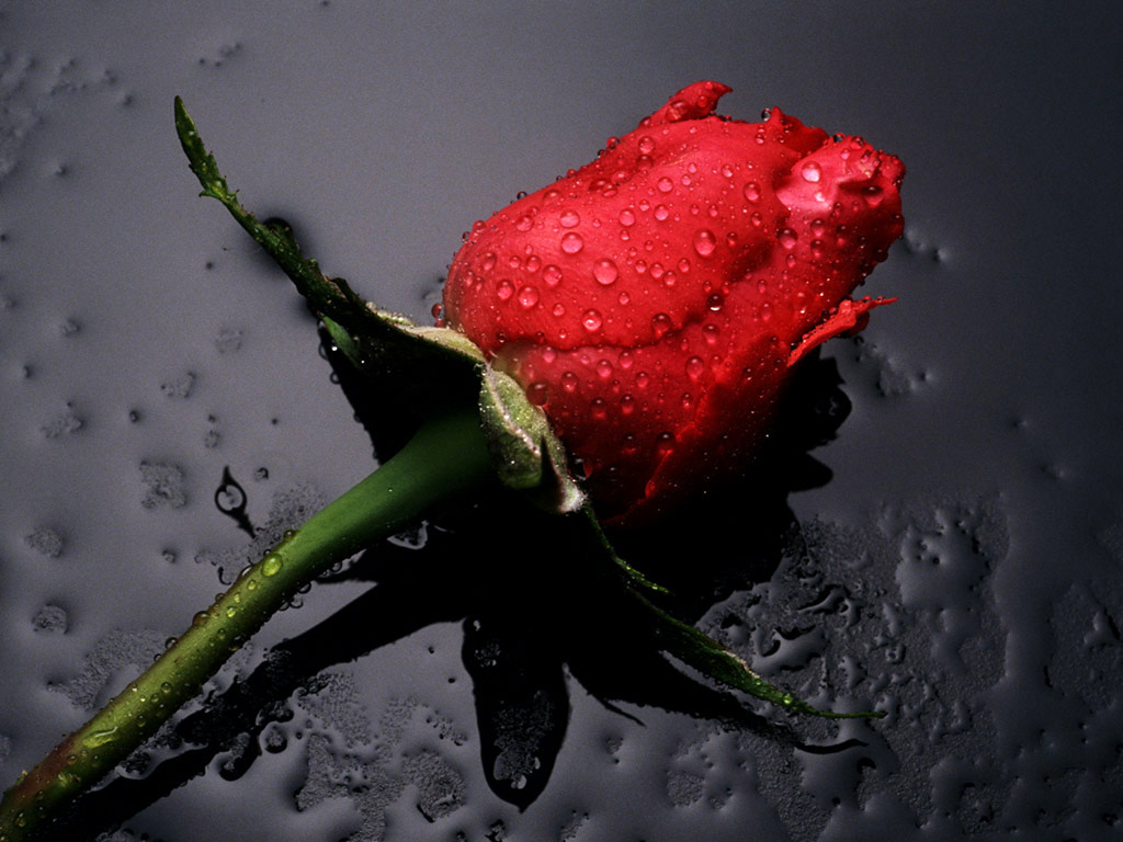 Red Rose Wallpaper White For Desktop Background