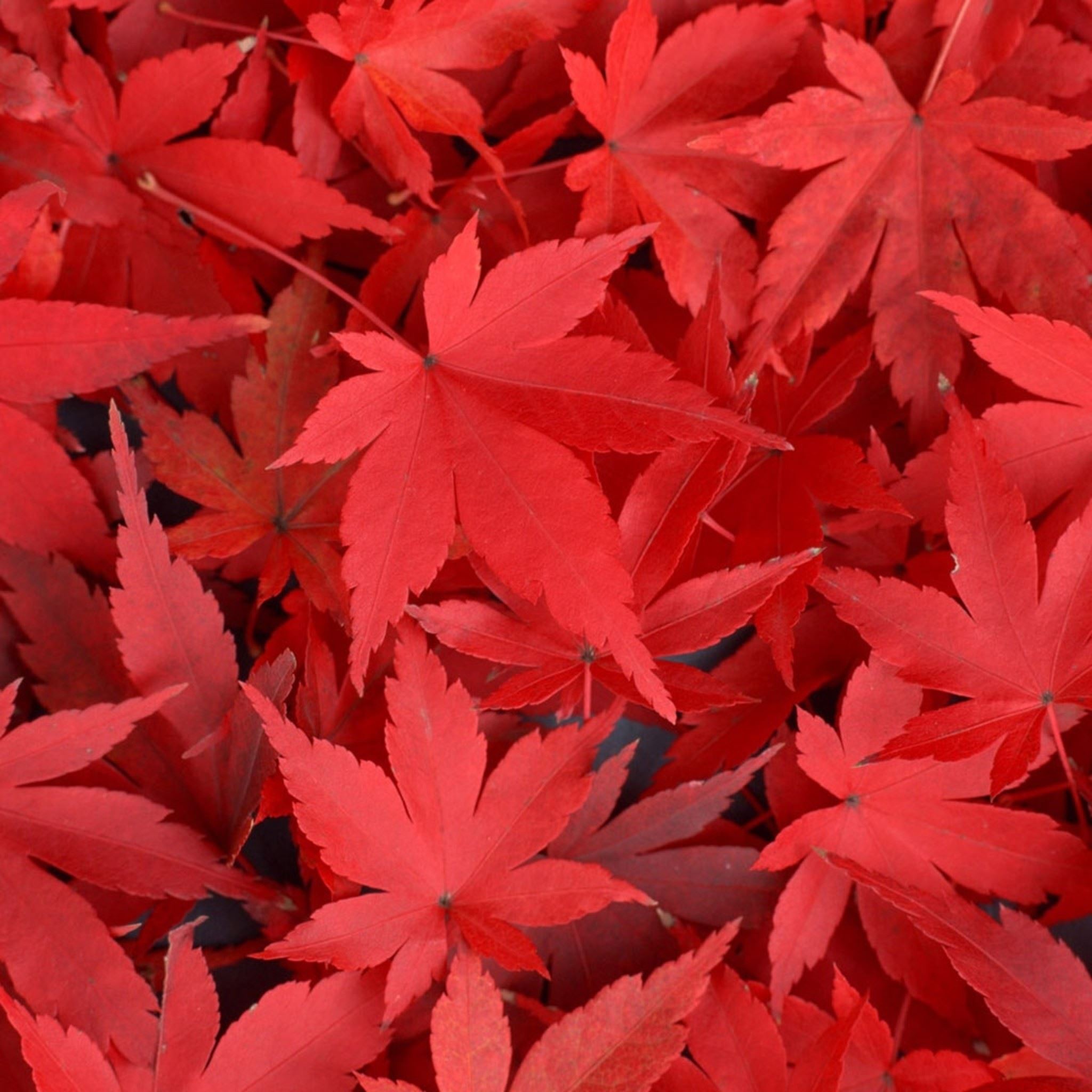Red Maple Leafs Wallpaper