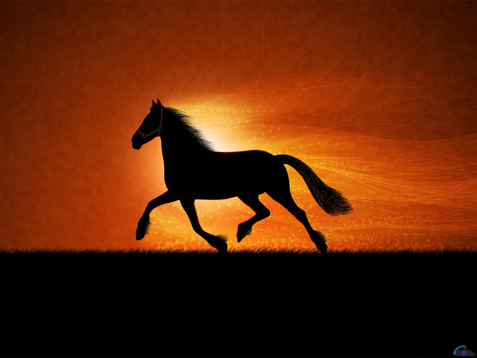 Beautiful Black Horses Hd Desktop Wallpaper  Wallpapers13com