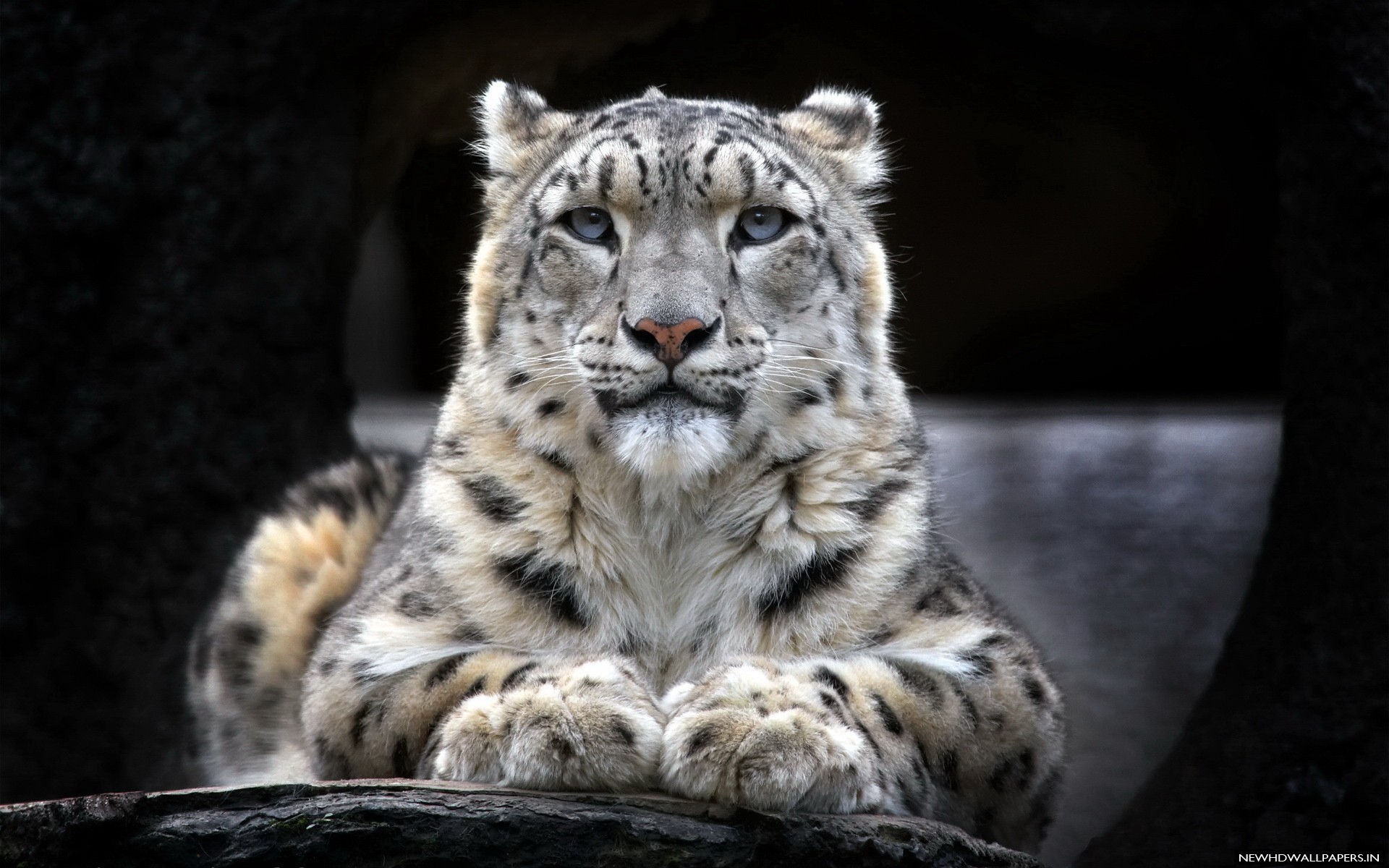 Black Leopard Background Wallpaper