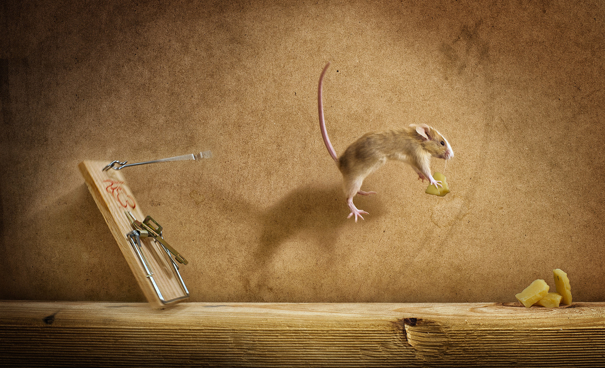 Mousetrap Mish Flight Cheese Mouse Wallpaper Background