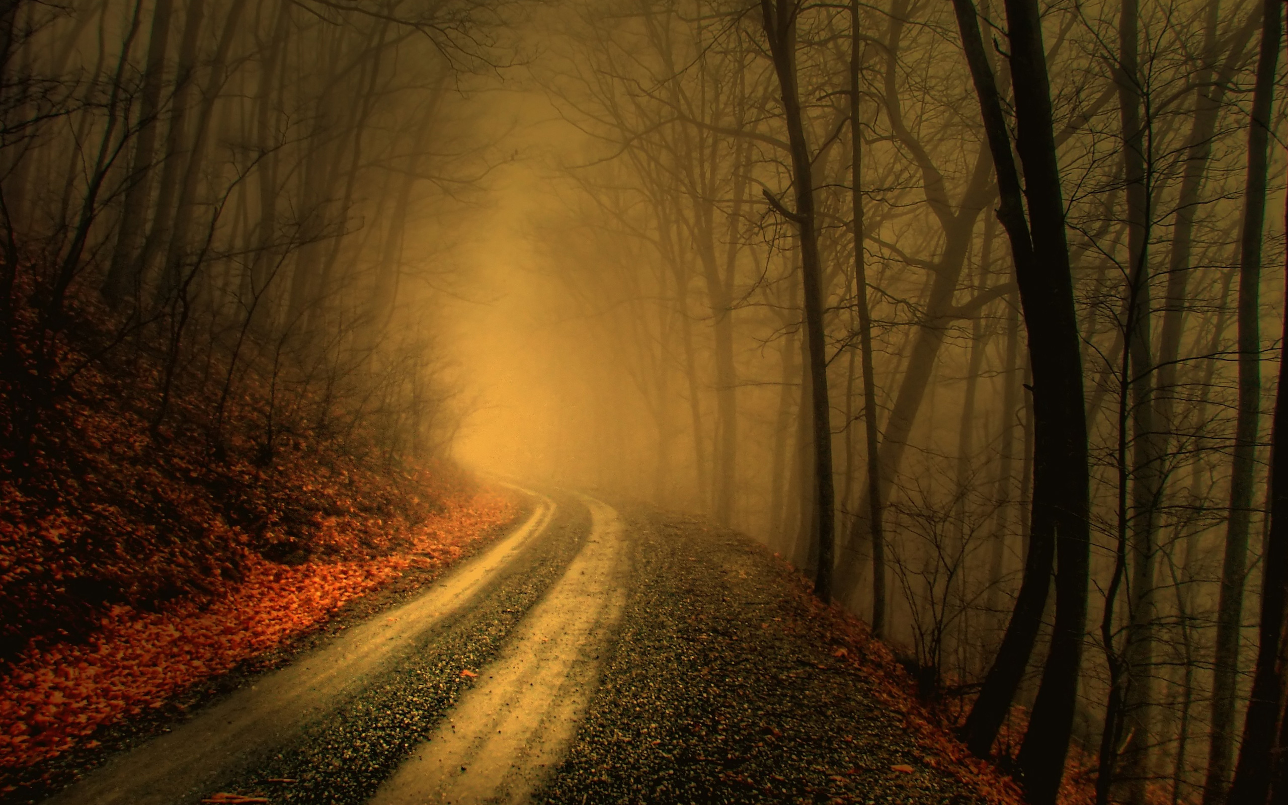 Autumn Fog Forests Mist Paths Wallpaper Hq