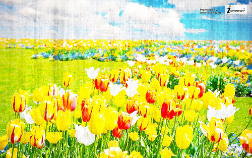 Field Of Tulips Wallpaper Photo Sharing
