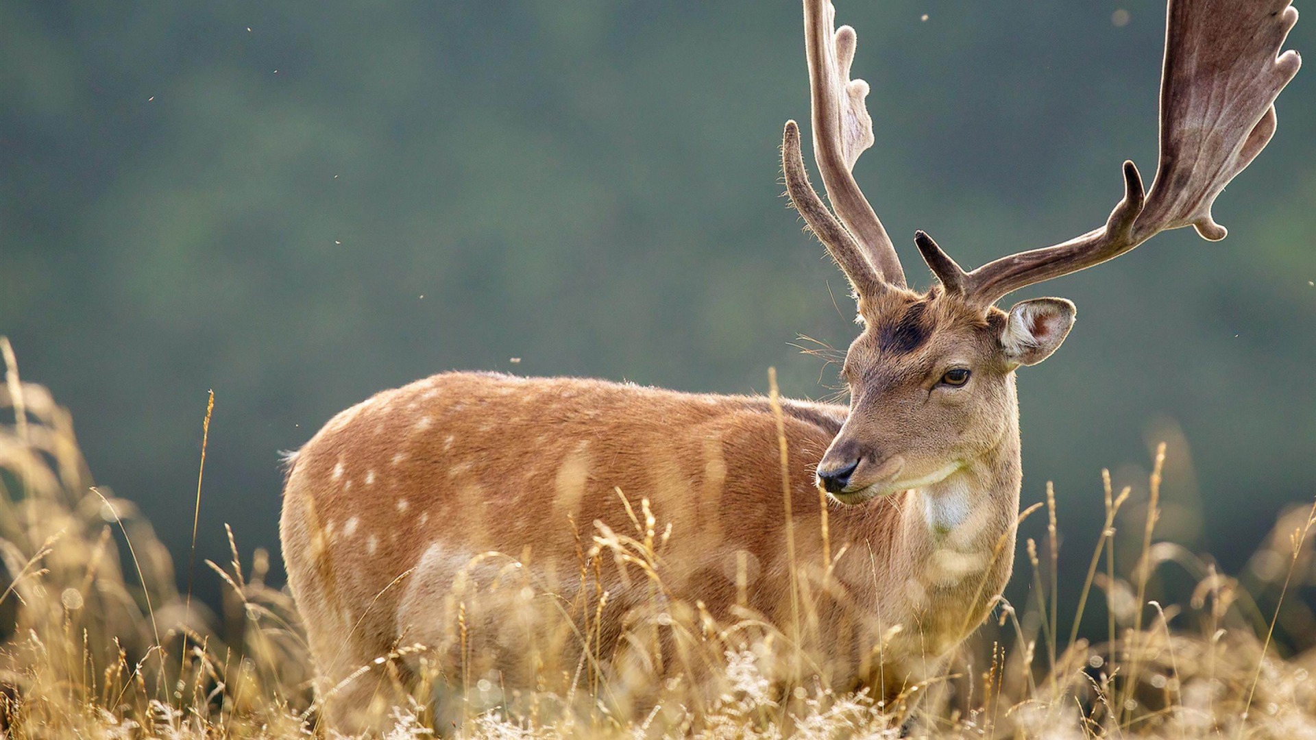 Cute Deer Natural Animal Wallpaper HD Background Photo