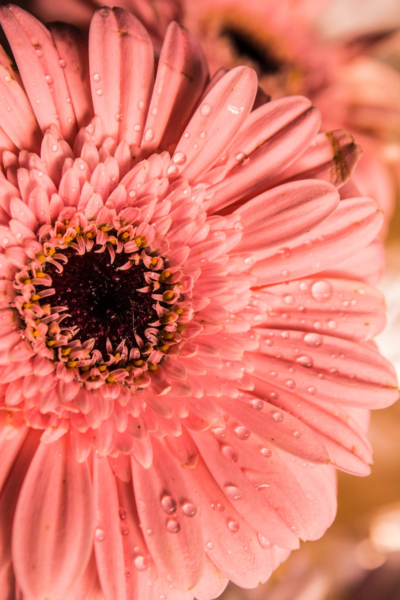 Top Floral iPhone Wallpaper Full HD 4k To Use