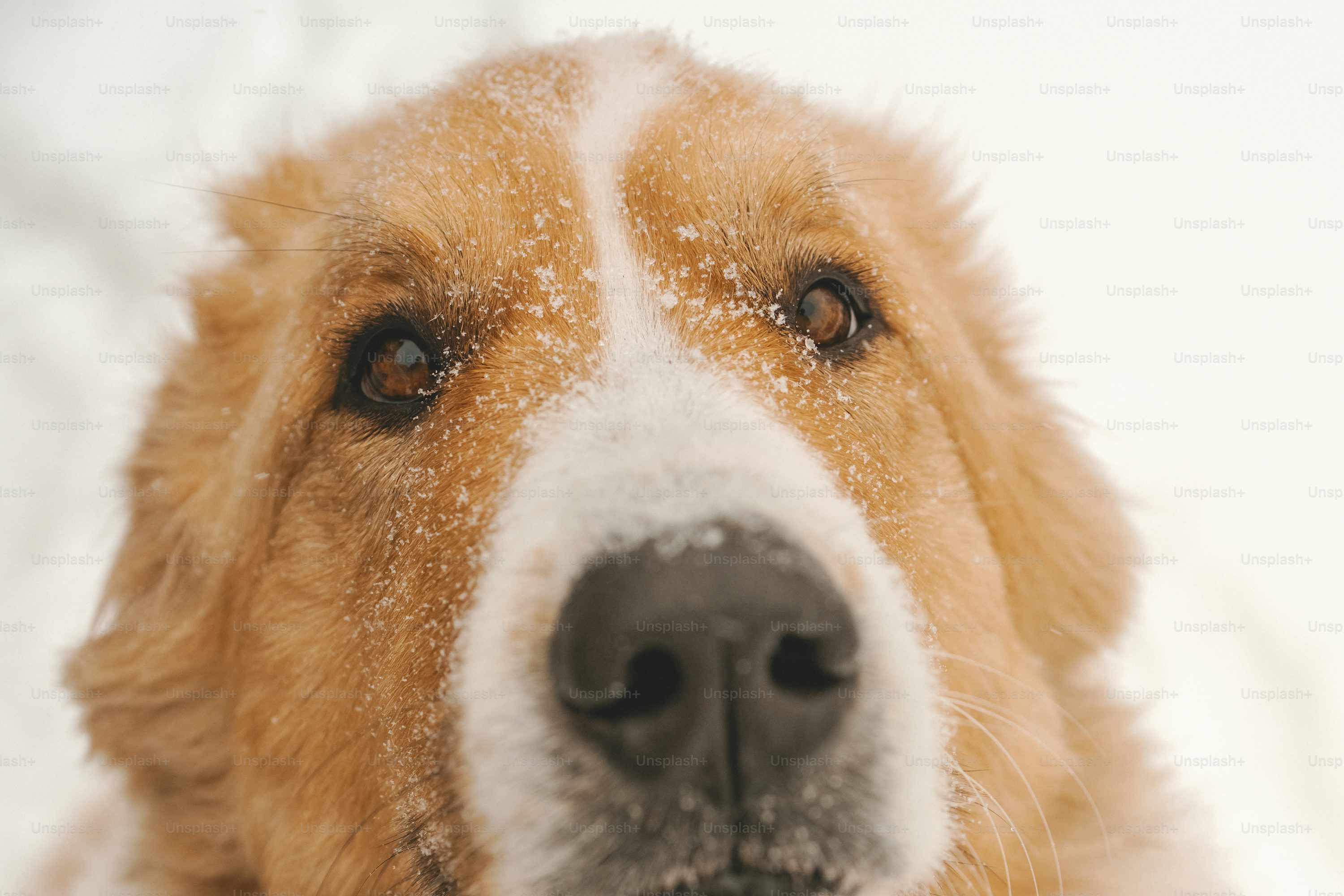 Big Dogs Wallpaper On