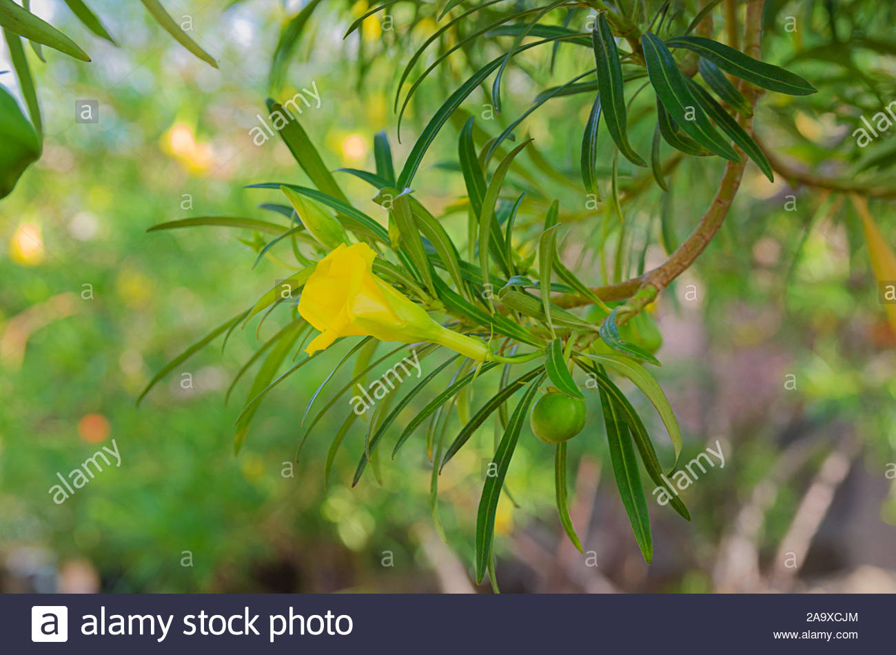 Cascabela Thevetia Or Peruviana Typical Plant In Mexico