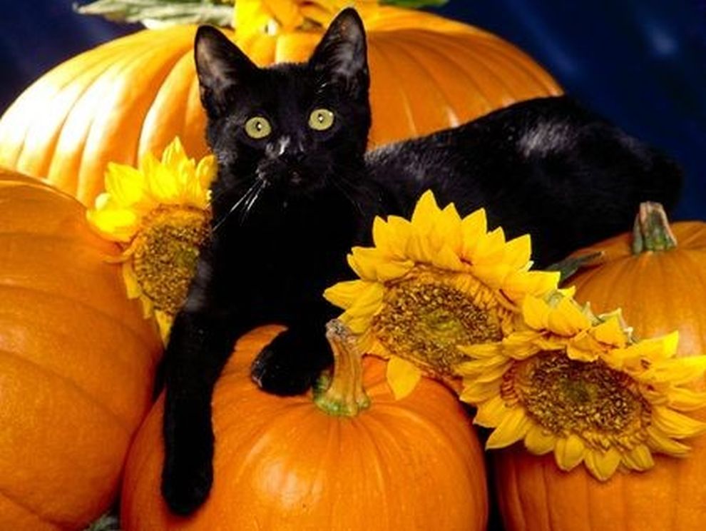 Days Black Cats News From The Spirit World
