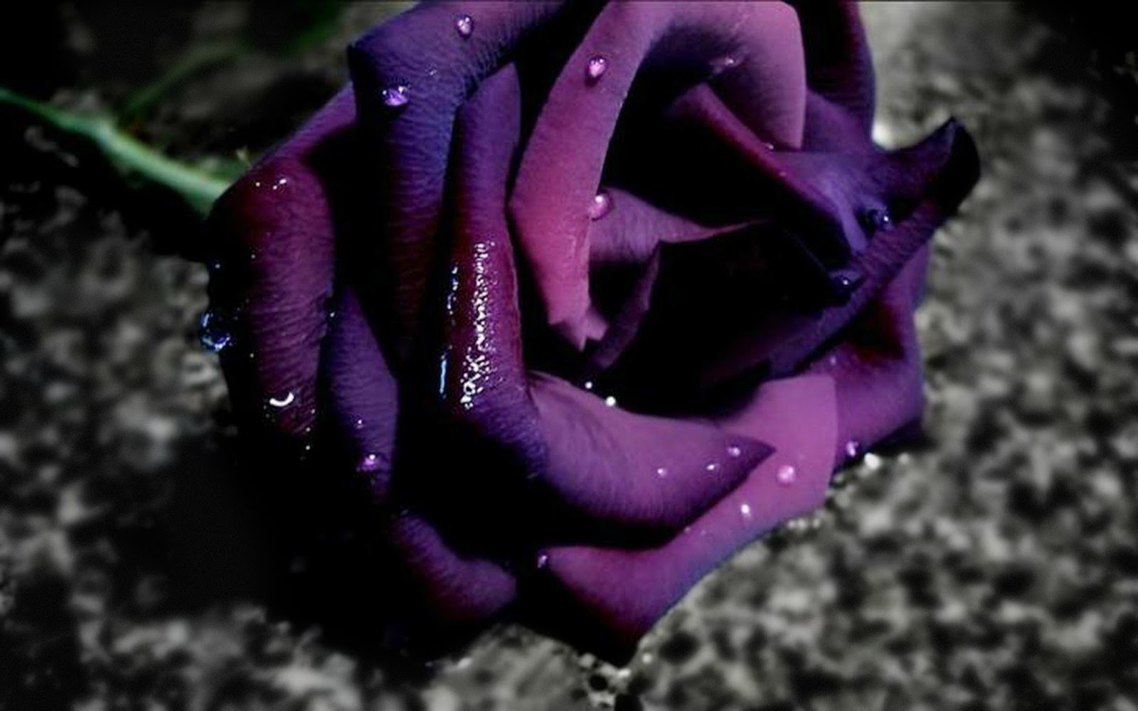 Beautiful Roses HD Desktop Wallpaper In 1080p Super