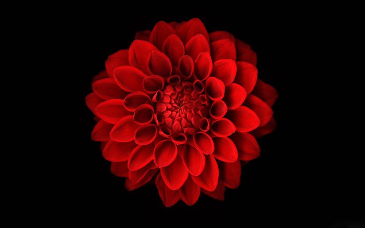 Red Flower On A Black Background Really