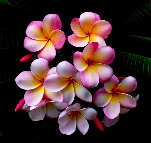 Superb Beautifull Flower High Resolution Wallpaper