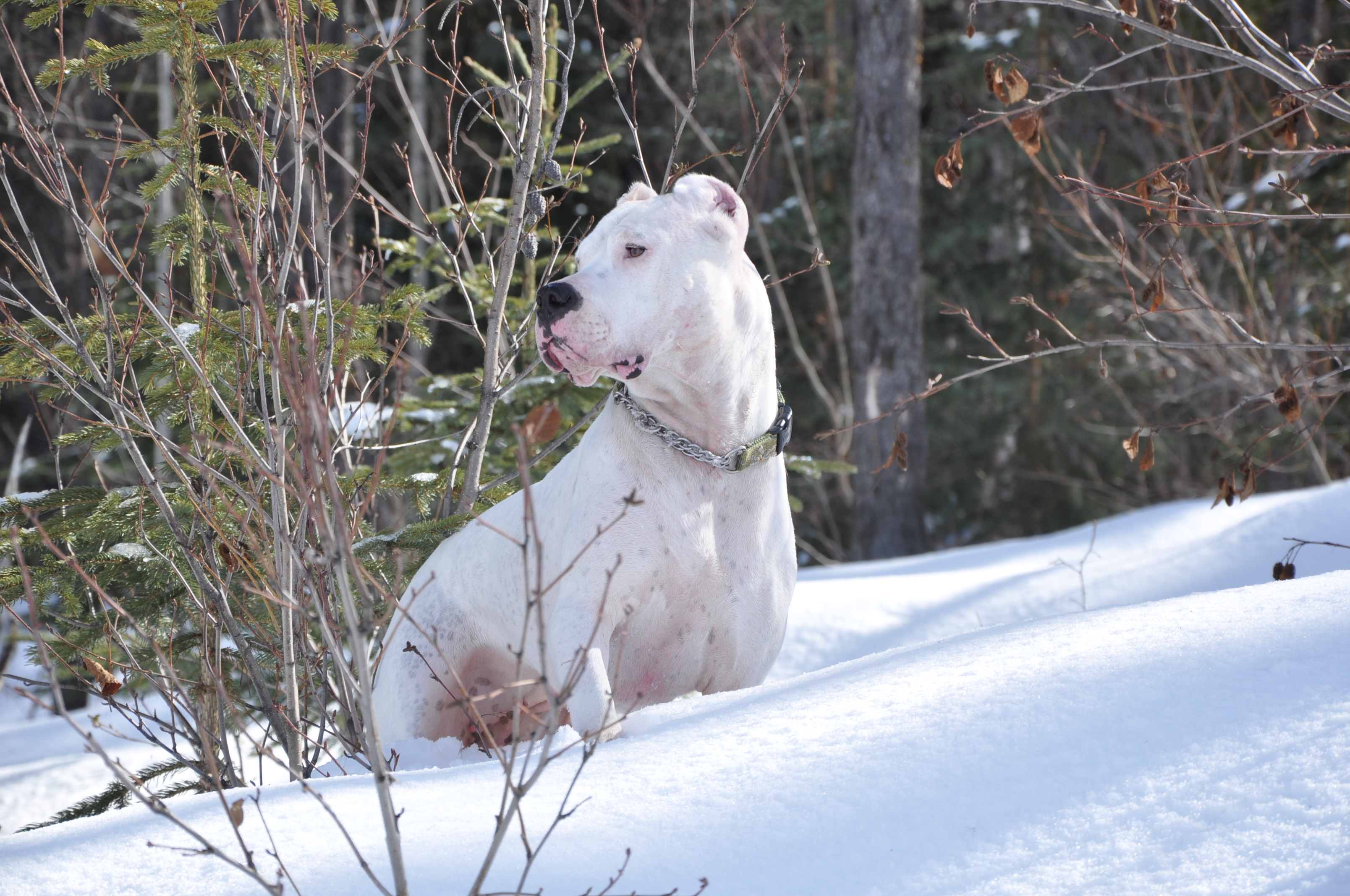 Argentine Dogo On The Snow Photo And Wallpaper Beautiful