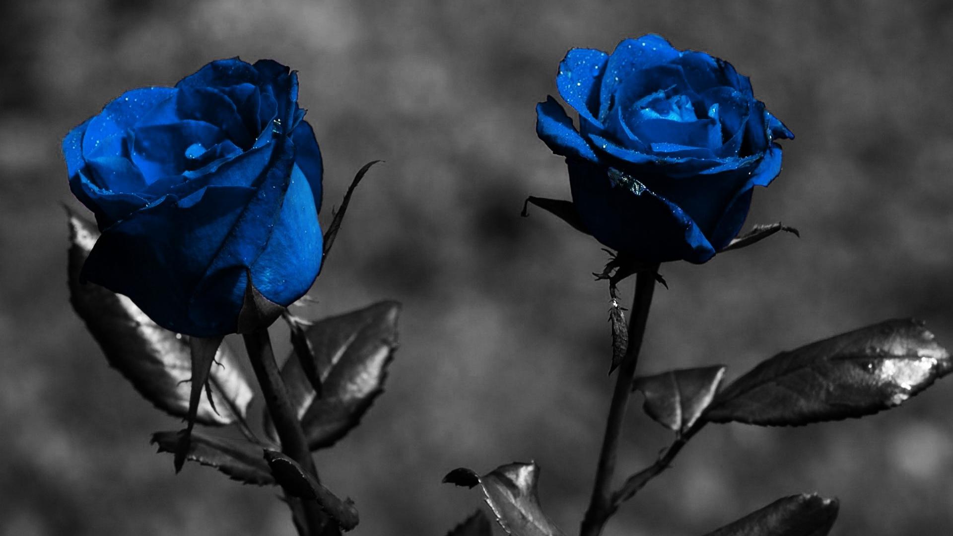 Blue Rose Flower Nature HD Wallpaper