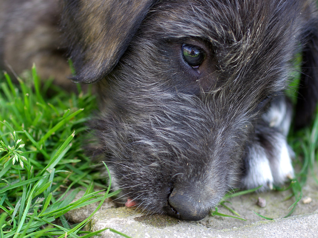 Irish Wolfhound Wallpaper For Desktop Animal Planet HD