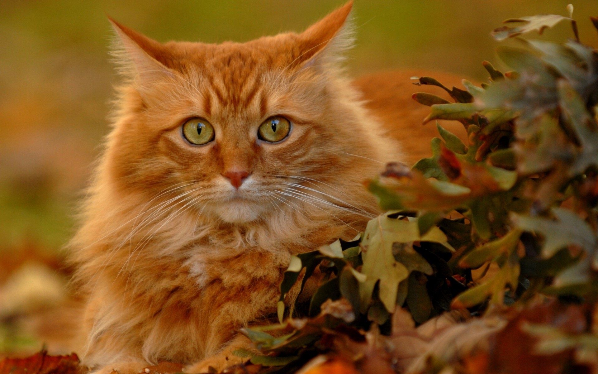 HD Wallpaper With An Orange Cat Green Eyes And Autumn Leaves