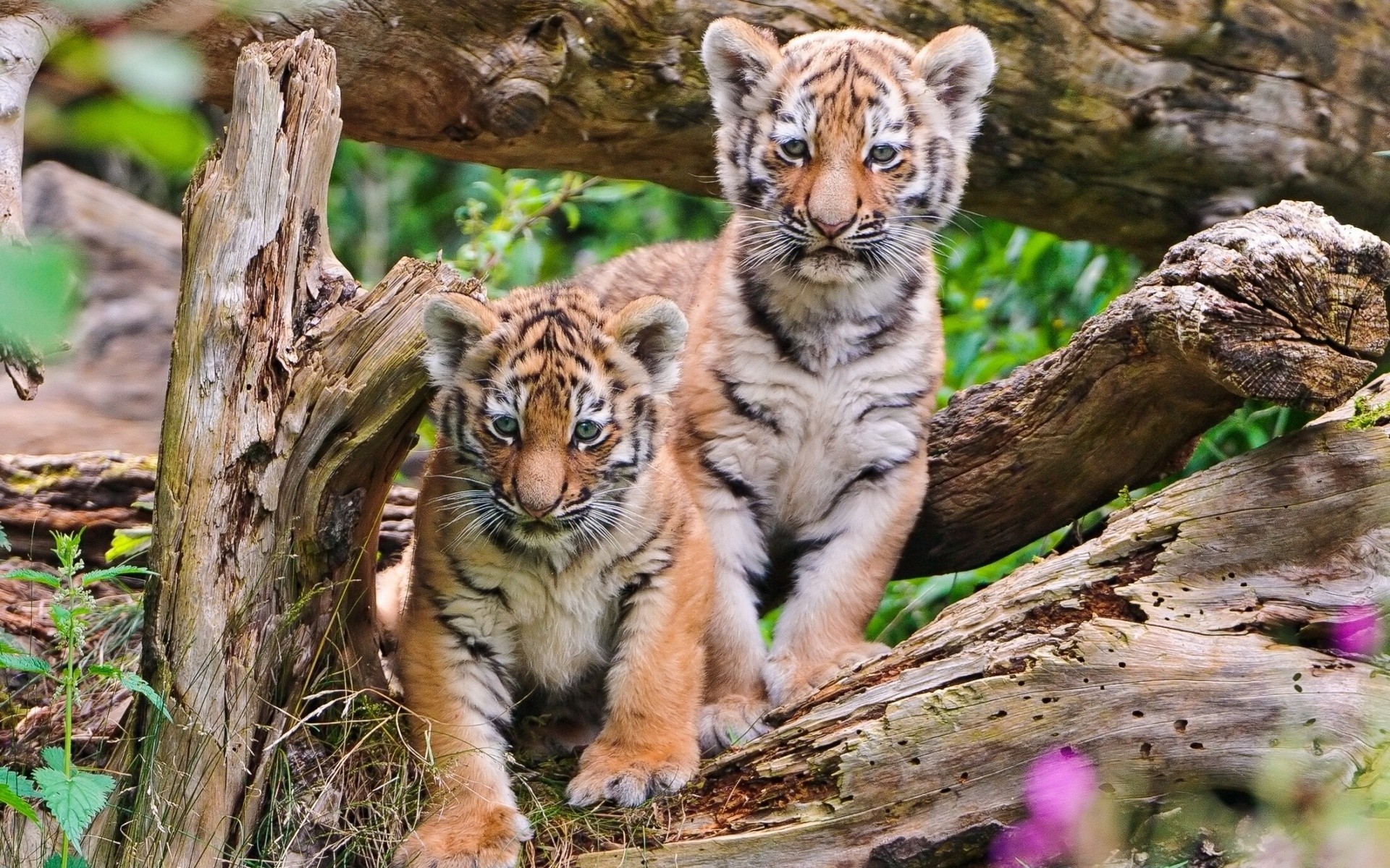 Pics Photos Pictures Cute Tiger Cub Wallpaper