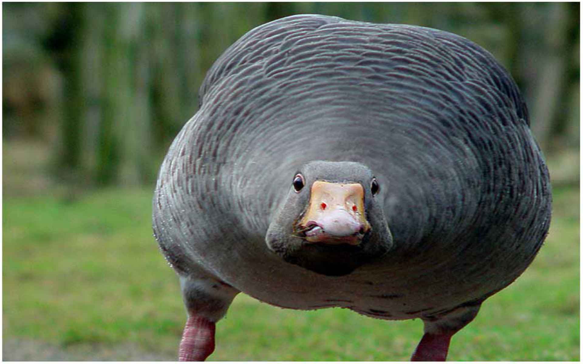 Goose Wallpaper