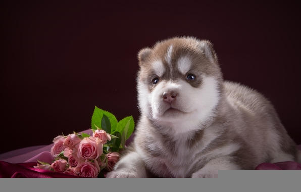 Wallpaper Puppy Husky Rock Roses Fabric Dog