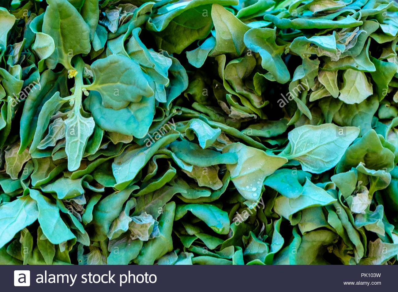 Spinach Background Full Image Top Stock Photo