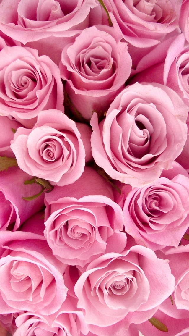 Pink Roses iPhone 5 Wallpaper 640x1136