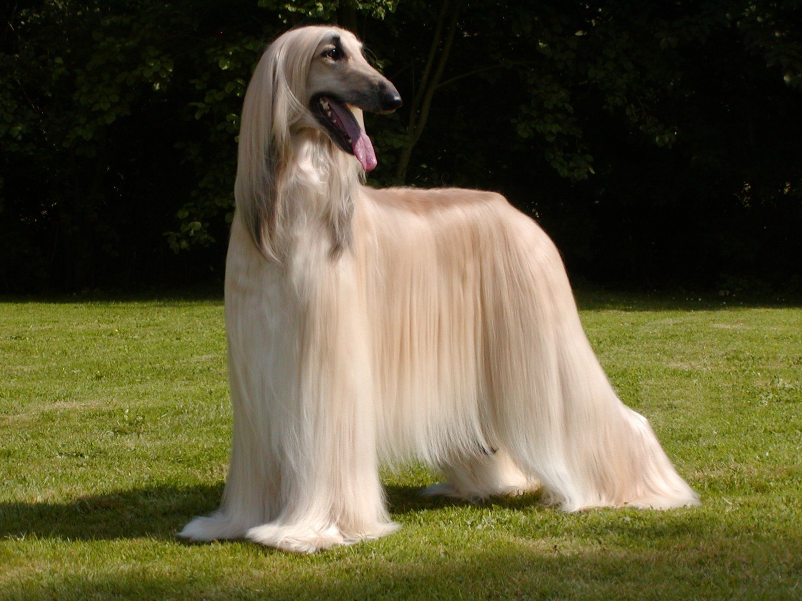 Beautiful Afghan Hound Photo And Wallpaper