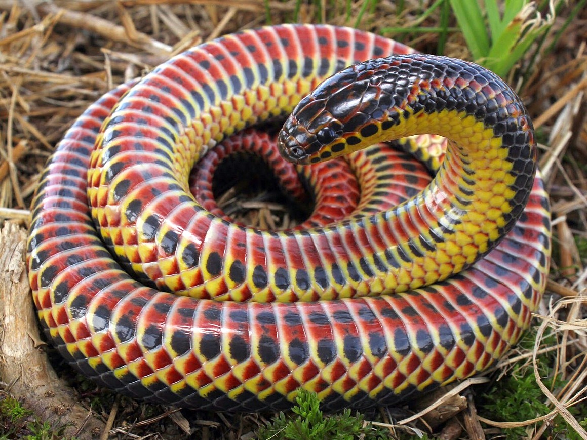File Farancia Erytrogramma Rainbow Snake Jpg Wikimedia Mons