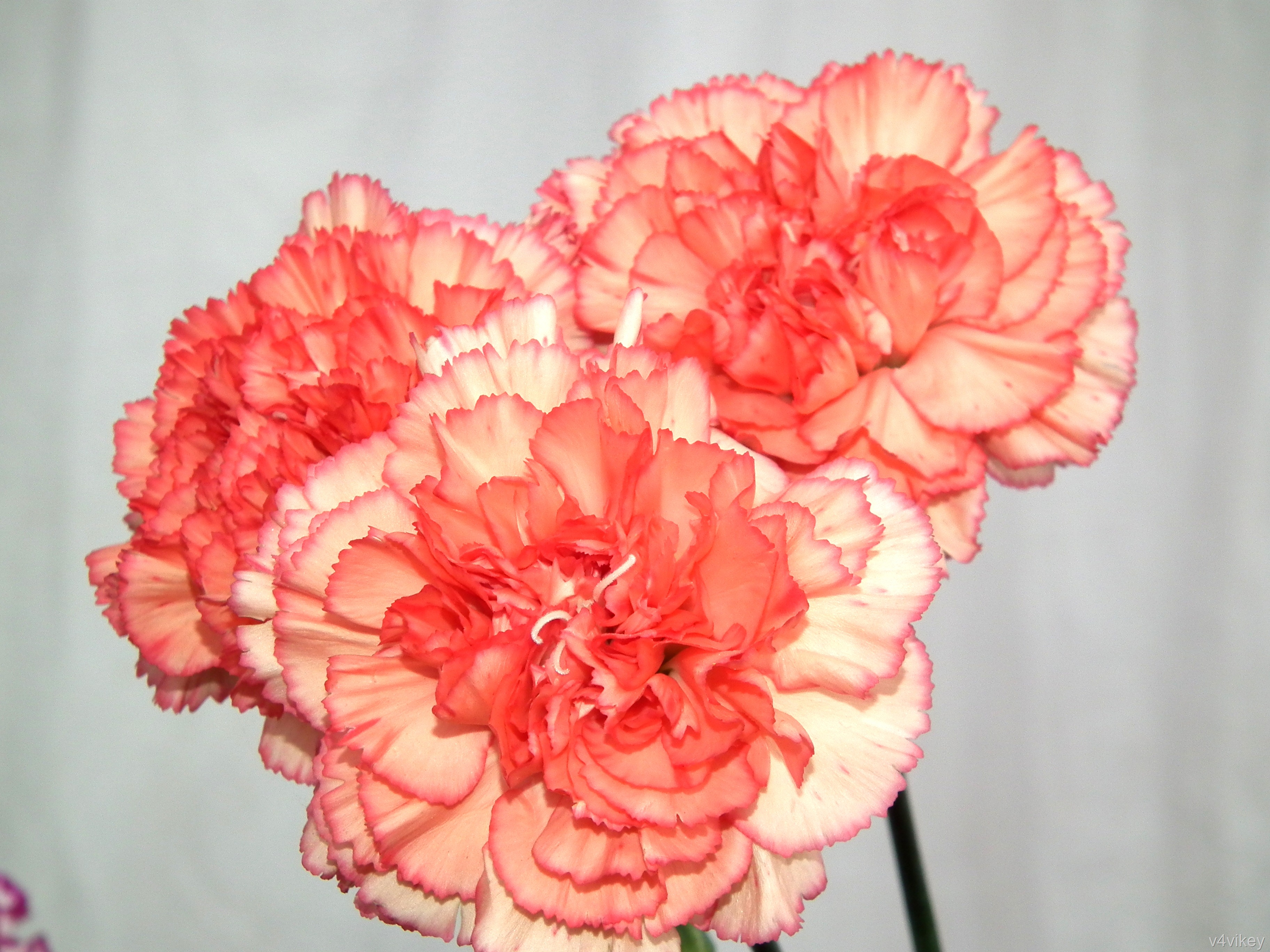 Peach Color Carnation Flowers Wallpaper Tadka