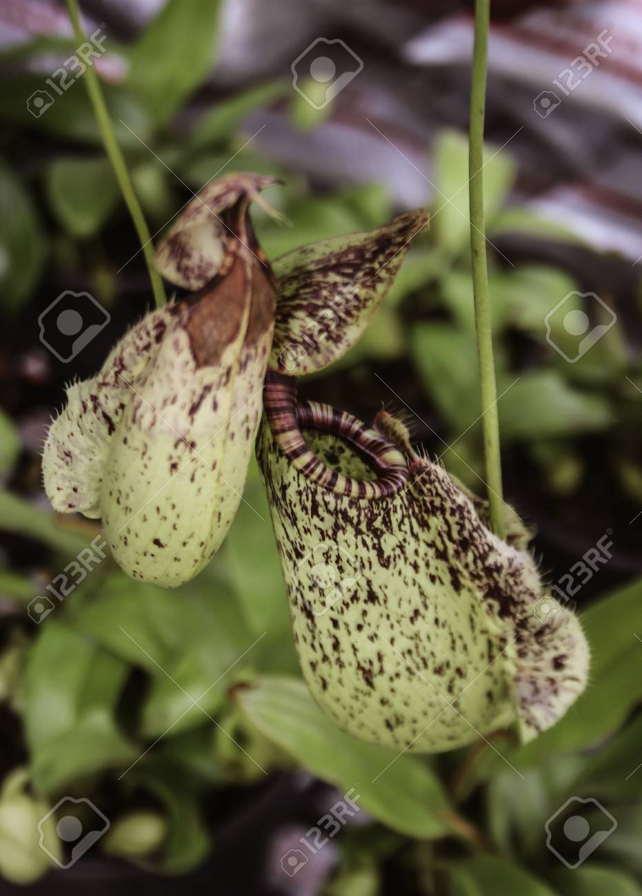 Best Closeup Of Nepenthes With Blurred Wallpaper Image
